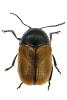 Cryptocephalus rugicollis